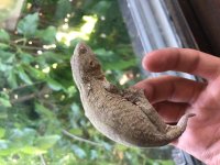 Leachie1.jpg