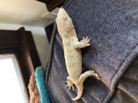 Leachie2.jpg