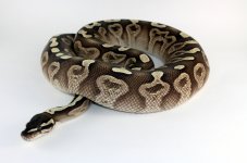 0.1 GHI Lesser.jpg