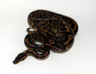 0.1 BLK PAS YB.jpg
