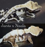 Jarvis Nuala.jpg