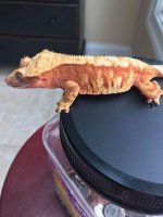 Sherbert L.jpg