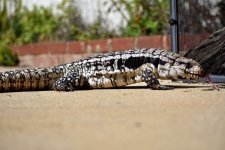 blue teg1.jpg