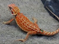 Hypo Dunner Het Trans Male #3-G, 8.5in, $250.jpg