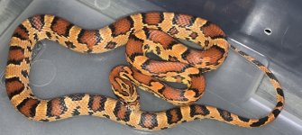#5 male  39g.jpg
