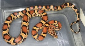 #4 female   28g.jpg