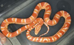 #8 female albino 42g.jpg
