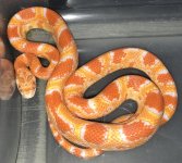 #7 male albino 32g.jpg