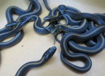 03 santa cruz garte snakes_7465.jpg