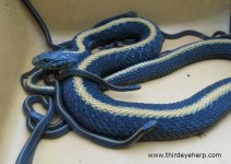 01 santa cruz garte snakes_7456.jpg