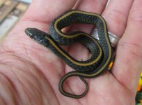 02 santa cruz garte snake_7427.jpg