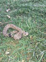 IMG_0950.jpg IMG_0950.jpg