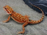 Dunner Het Hypo-Trans Female #X-G, 9in, $200.jpg