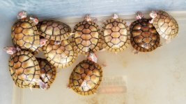 Hybino RES group pic 2.jpg
