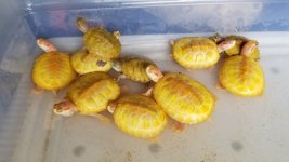 Hypo - Albino RES group.jpg