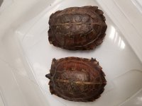 20171205_170727.jpg