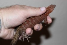 pilbara5.jpg