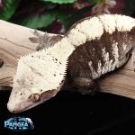 crested-gecko.jpg