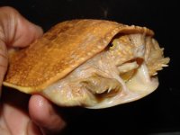 DSC09129.jpg