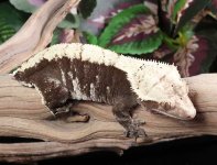 cream-crested-gecko.jpg