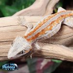 gecko.jpg