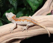 striped-gargoyle-gecko.jpg