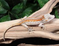 gargoyle-gecko.jpg