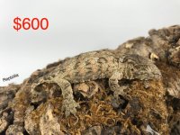 35657275_10214833853018563_2829325511719649280_o.jpg