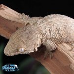 leachie-gecko.jpg