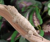leachianus-gecko.jpg