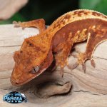 crested-gecko-Ge39.jpg