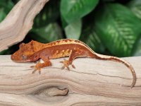 crested-gecko-Ge39b.jpg