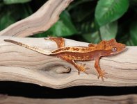 crested-gecko-Ge39c.jpg