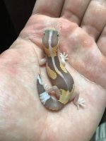 junglealbinostripe.jpg