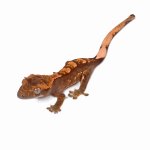 free-crested-gecko.jpg