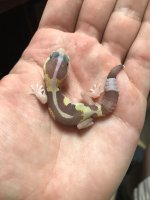 junglealbinostripe2.jpg