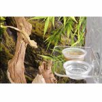 free-crested-gecko-pangea-reptile.jpg
