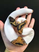 piedfemale122.jpg