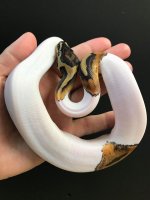 piedfemale12222.jpg