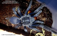 C.dyscolus_blue(f)5in_1.jpg