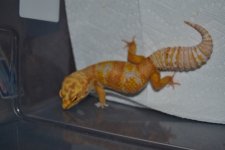 DSC_0233.jpg
