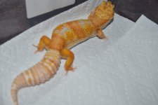 DSC_0231.jpg