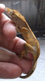 DSCF8074.jpg