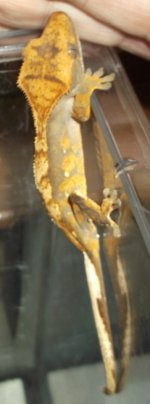DSCF8080.jpg