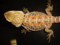 DSC07515.jpg
