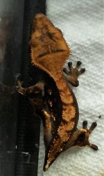 DSCF8077.jpg