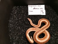 0A750B58-FA96-4078-AAF8-107E3F7B7799.jpg