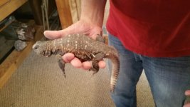 thumbnail_20171118_095819[1].jpg