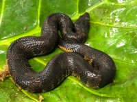 Viper#6.jpg