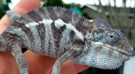 Male #2.jpg